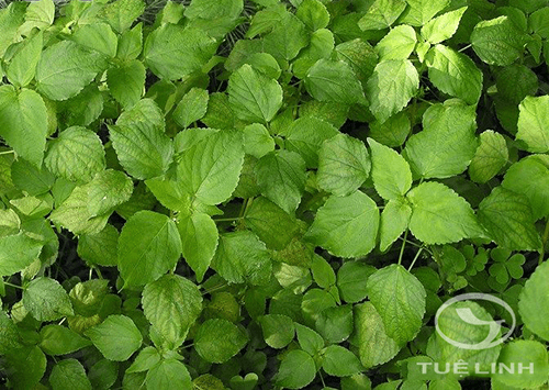 Acalypha brachystachya Hornem 1