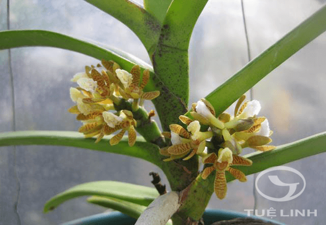 Acampe papillosa (Lindl.) Lindl 1