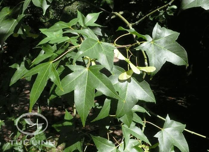 Acer oliverianum Pax 1