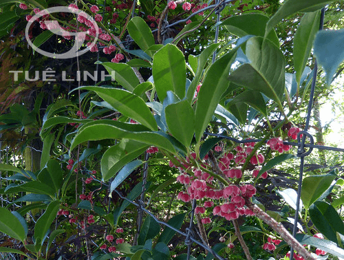 Actinidia coriacea (Finet & Gagnep.) Dunn 1