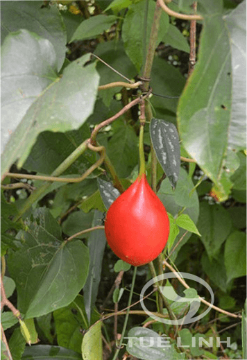 Adenia cordifolia(Blume)Engl 1