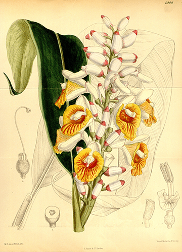 Alpinia mutica Roxb 1