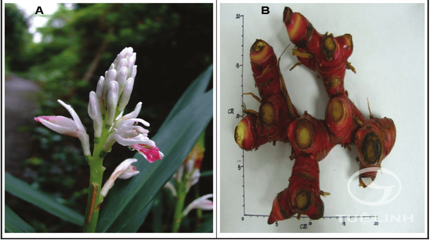 Alpinia officinarum Hance 1