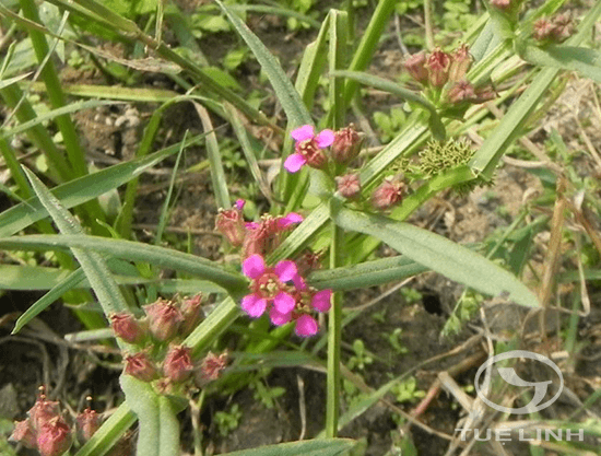 Ammannia auriculata Willd 1