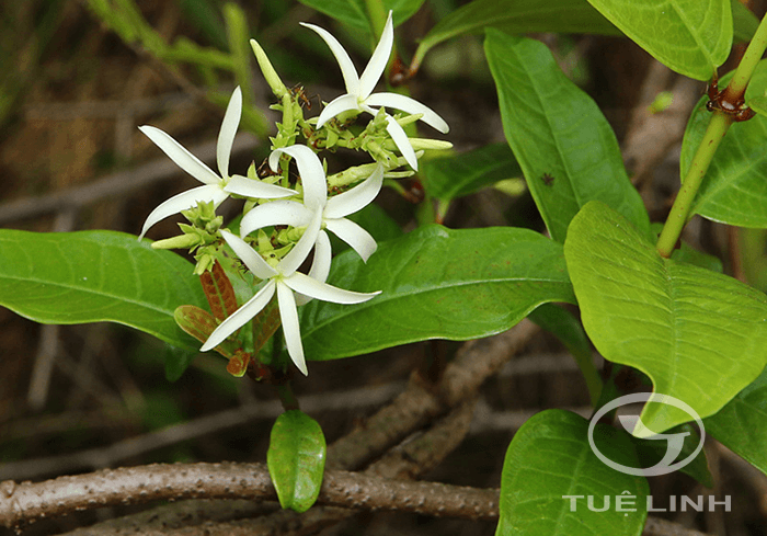 Aganosma acuminata (Roxb.) G.DonLuyến hương