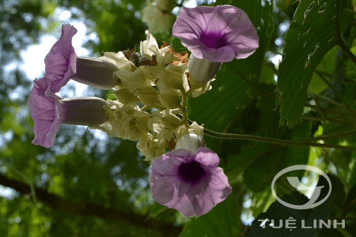 Argyreia nervosa (Burm. f.) Bojer 1 Argyreia nervosa (Burm. f.) Bojer 1