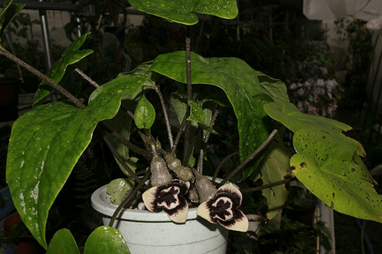 Asarum petelotii O. C. Schmidt 1