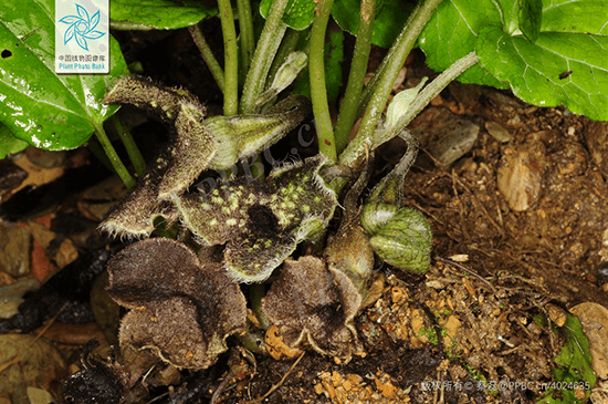 Asarum yunnanense T.Sugaw 1 Asarum yunnanense T.Sugaw 1