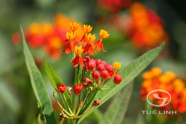 Asclepias curassavica L 1