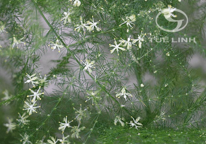 Asparagus setaceus (Kunth) Jessop 1