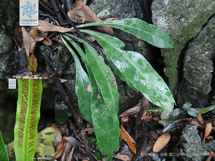 Asplenium antrophyoides H. Christ 1 Asplenium antrophyoides H. Christ 1