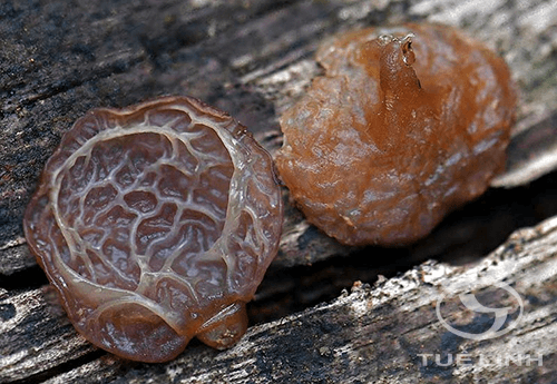 Auricularia delicata (Fr.) P. Henn. 1