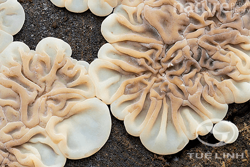 Auricularia mesenterica Petz.: Fr 1 Auricularia mesenterica Petz.: Fr 1