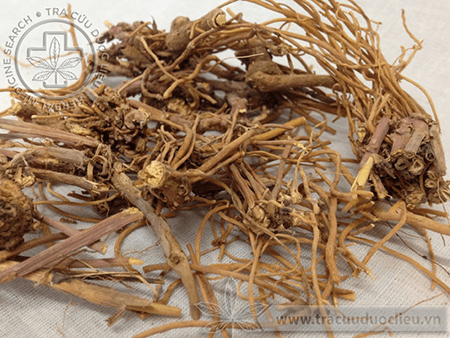 Vị thuốc Bạch vi 1