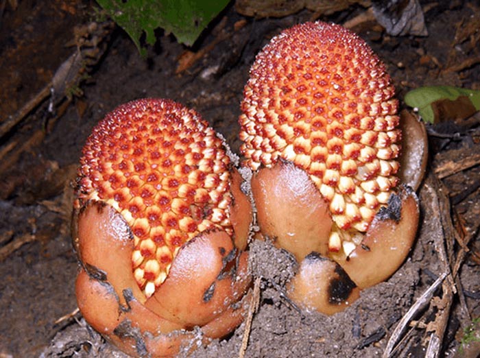 Balanophora cucphuongensis N. T. Ban 1