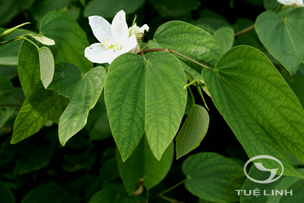 Bauhinia acuminata L. 1 Bauhinia acuminata L. 1