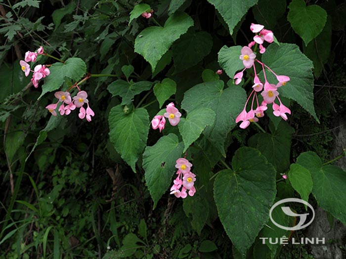 Công dụng, cách dùng của Begonia grandes Dryand. var. chinensis Irmsch