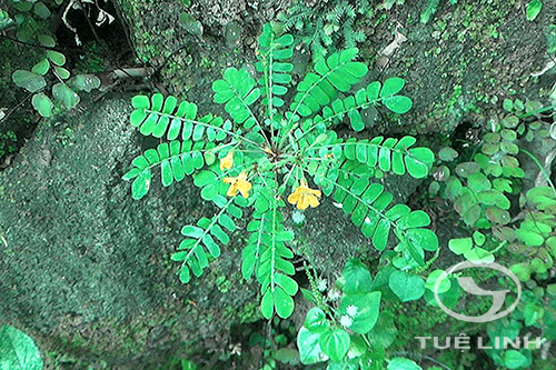 Biophytum sensitivum (L.) DC 1 Biophytum sensitivum (L.) DC 1