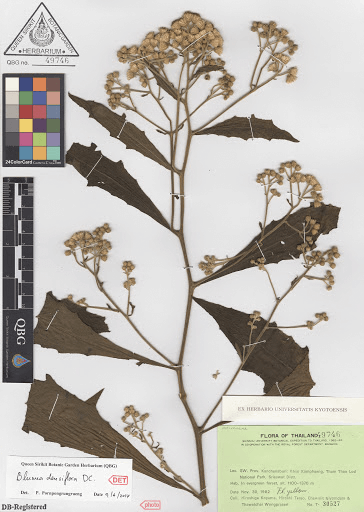 Blumea densiflora DC. 1 Blumea densiflora DC. 1