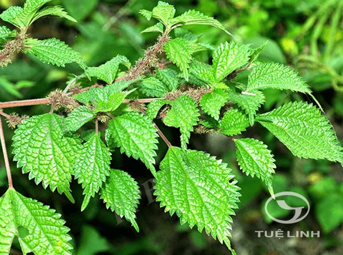 Boehmeria clidemioides Miq. var. diffusa (Wedd.) Hand.-Mazz 1
