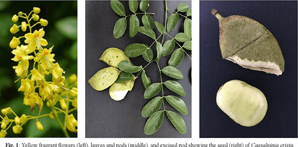 Caesalpinia crista L 1 Caesalpinia crista L 1