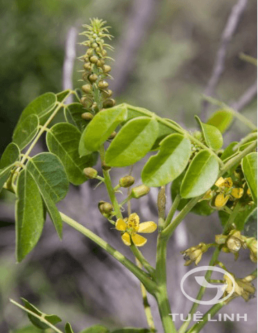 Caesalpinia major (Medik.) Dandy & Exell 1