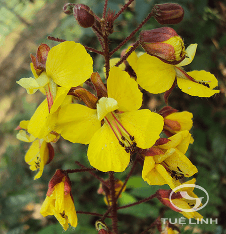 Caesalpinia mimosoides Lam 1