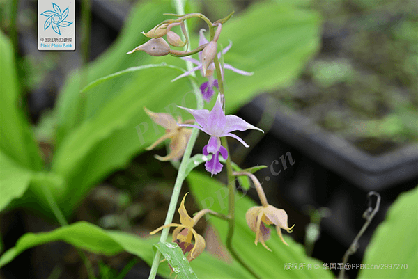 Calanthe puberula Lindl 1