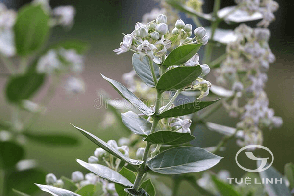 Calotropis gigantea (L.) Dryand. ex Ait. f 1
