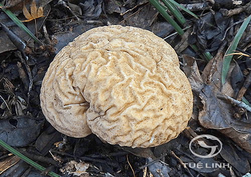 Calvatia craniiformis (Bosc) Morgan 1