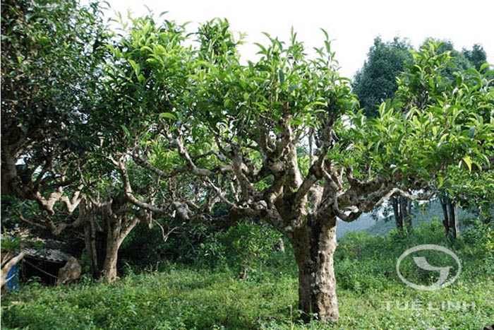 Camellia sinensis var. Shan 1