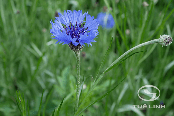 Centaurea cyanus L 1