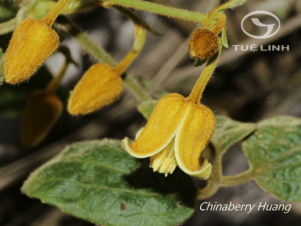 Clematis leschenaultiana DC 1