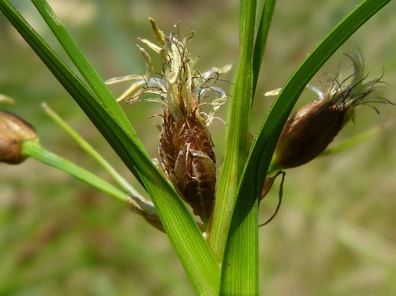 Bolboschoenus yagara (Ohwi) Y.C.Yang & M.Zhan 1