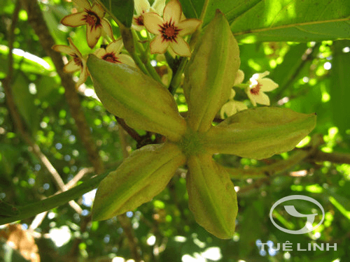 Cola nitida (Vent.) Schott & Endl 1