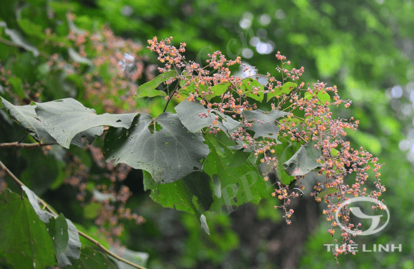 Colona floribunda (Kurz) Craib 1