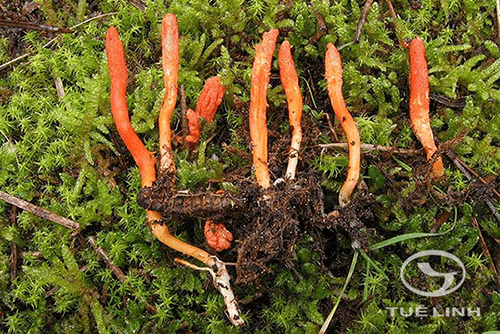 Qirgiz qizlari jinsiy aloqa video