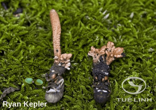 Cordyceps sobolifera (Hill) Berk & Br 1