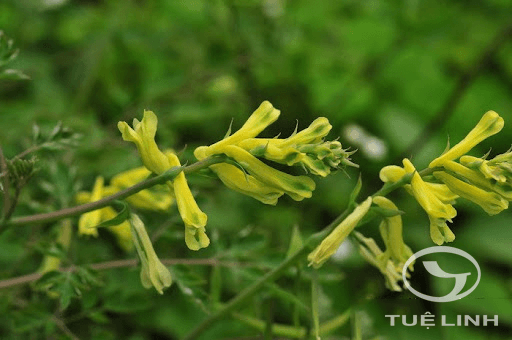 Corydalis balansae Prain 1