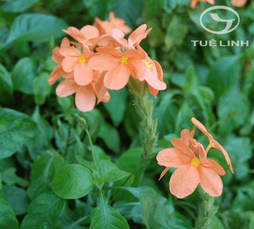 Crossandra infundibuliformis (L.) Nees 1 Crossandra infundibuliformis (L.) Nees 1