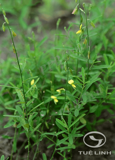 Crotalaria montana Heyne ex Roth 1