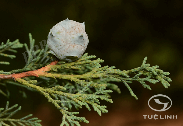 Cupressus duclouxiana Hickel 1 Cupressus duclouxiana Hickel 1