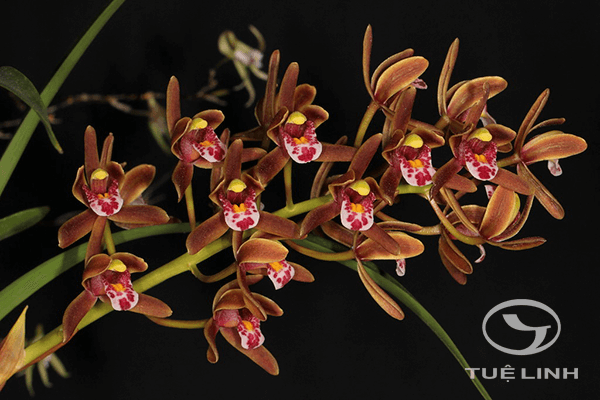 Cymbidium floribundum Lindl 1 Cymbidium floribundum Lindl 1