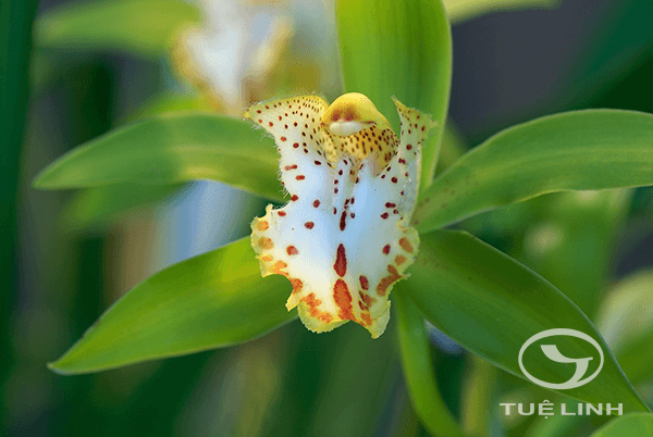 Cymbidium hookerianum Rchb. f 1 Cymbidium hookerianum Rchb. f 1