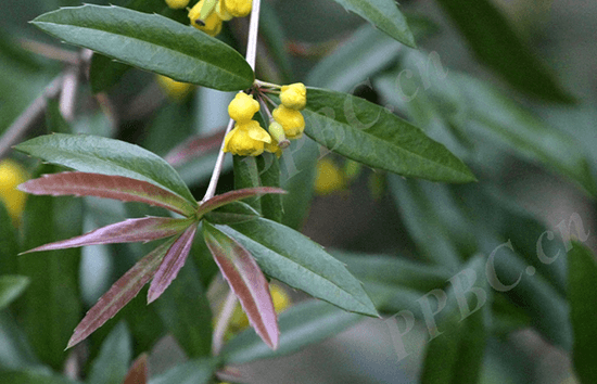 Berberis sargentiana C.K.Schneid. 1 Berberis sargentiana C.K.Schneid. 1
