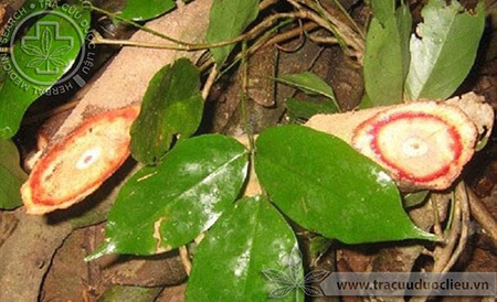 Huyết đằng là cây gì? 1 Huyết đằng là cây gì? 1