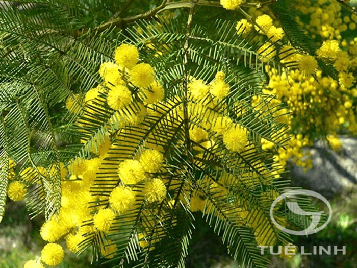 Acacia decurrens Willd. var. dealbata (Link) Maiden 1 Acacia decurrens Willd. var. dealbata (Link) Maiden 1