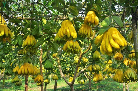 Những công dụng của Phật thủ ít ai biết đến 1