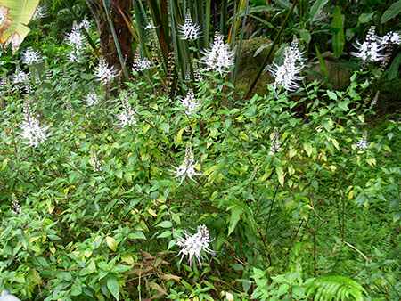 4. Kinh nghiệm trị bệnh với cây râu mèo 1 4. Kinh nghiệm trị bệnh với cây râu mèo 1