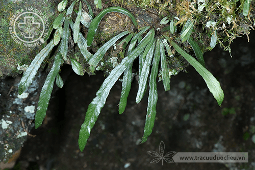 Asplenium griffithianum Hook 1 Asplenium griffithianum Hook 1